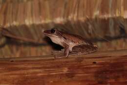 Image of Common Tree Frog