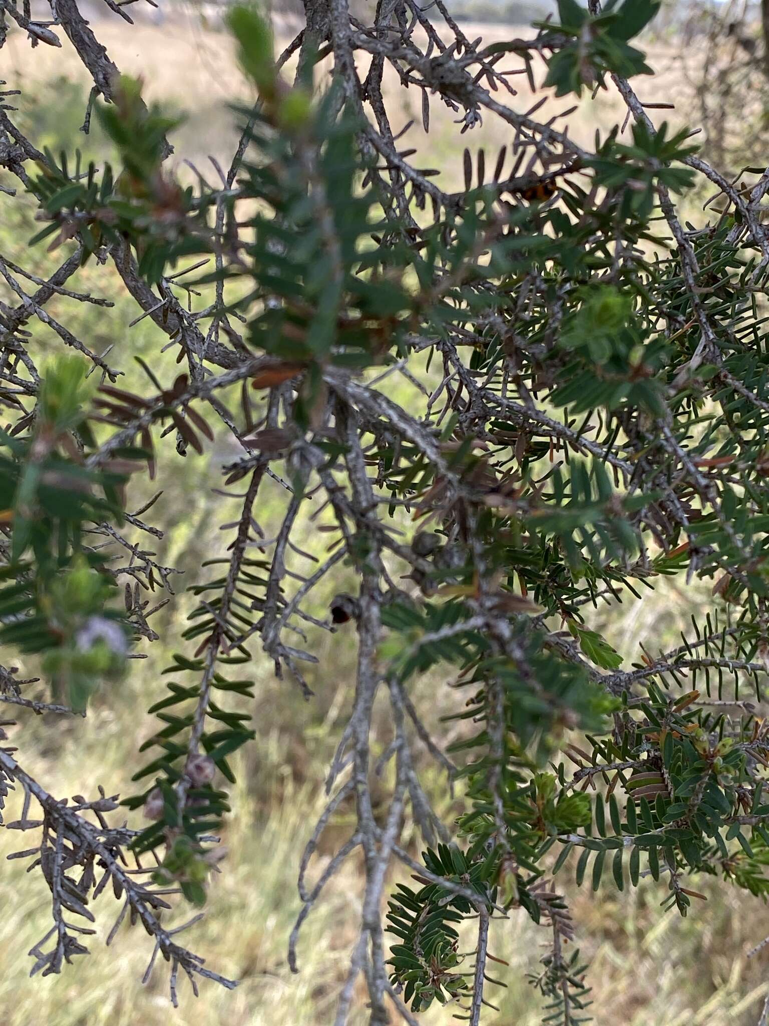 Image of Melaleuca cuticularis Labill.