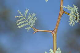 Image of Senegalia gilliesii (Steud.) Seigler & Ebinger