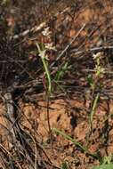 Disperis circumflexa subsp. aemula (Schltr.) J. C. Manning resmi