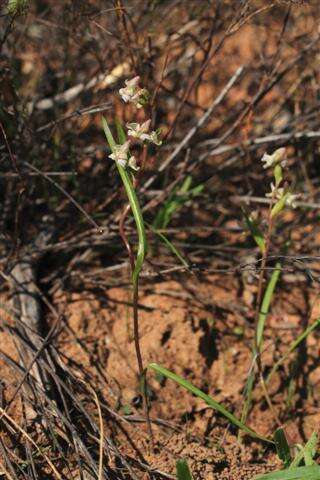 Image of Disperis circumflexa subsp. aemula (Schltr.) J. C. Manning