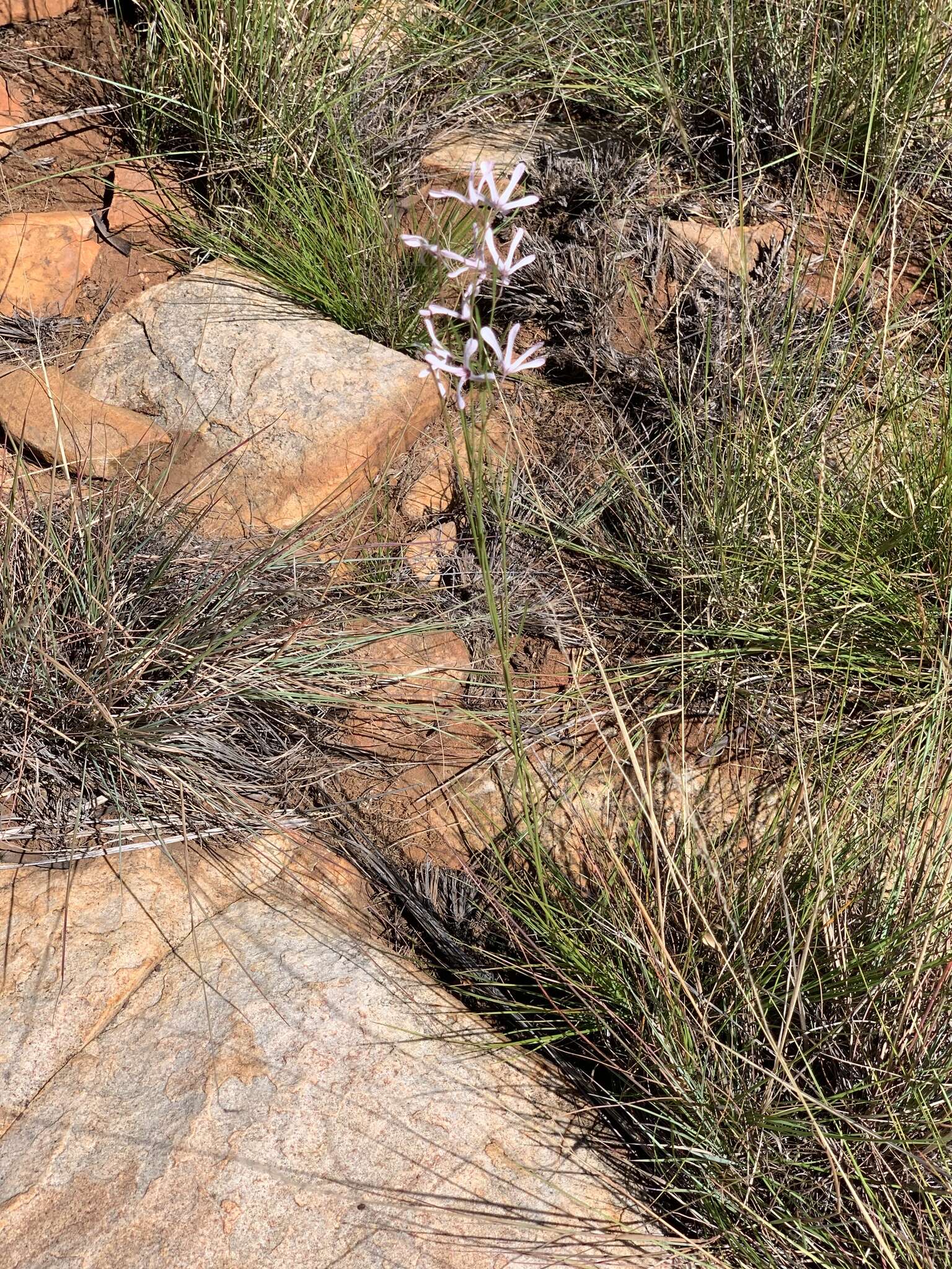 Image of Ceropegia rubella (E. Mey.) Bruyns