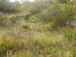 Image of Stipa austroitalica Martinovský