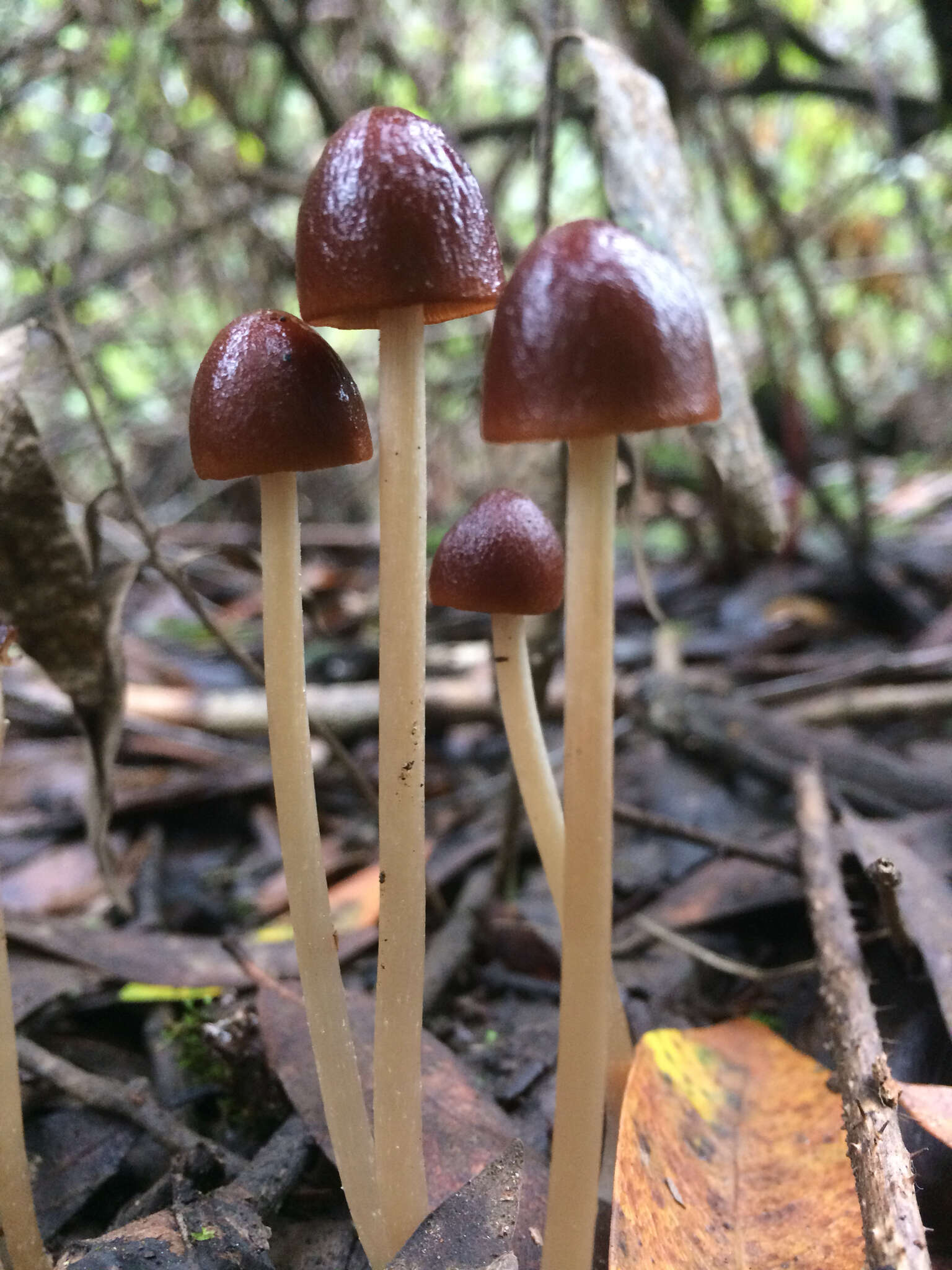 Image de Psathyrella atrospora A. H. Sm. 1972