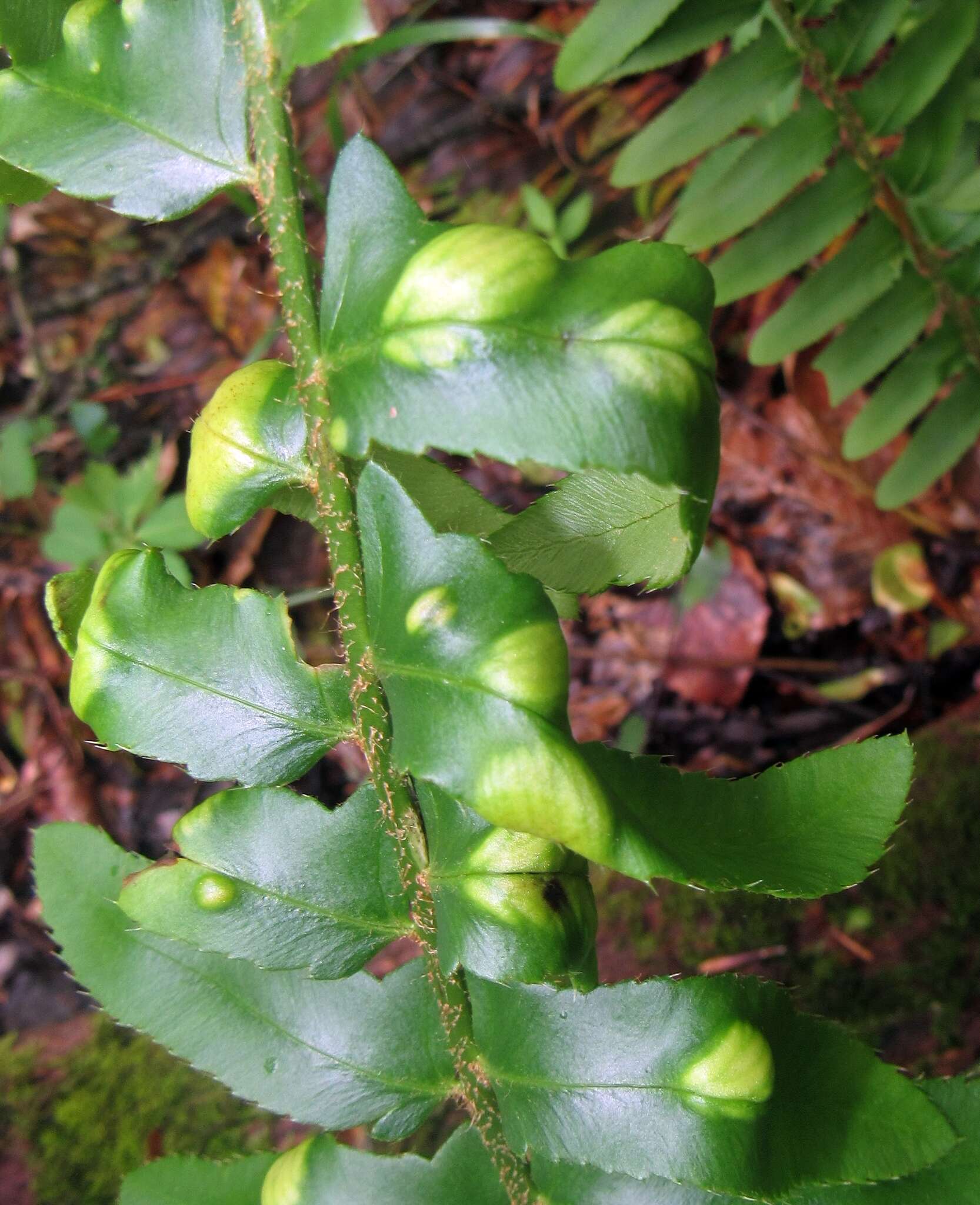 Image of Taphrina polystichi Mix 1938