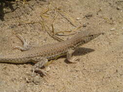 Image of Bosk’s fringe-toed lizard