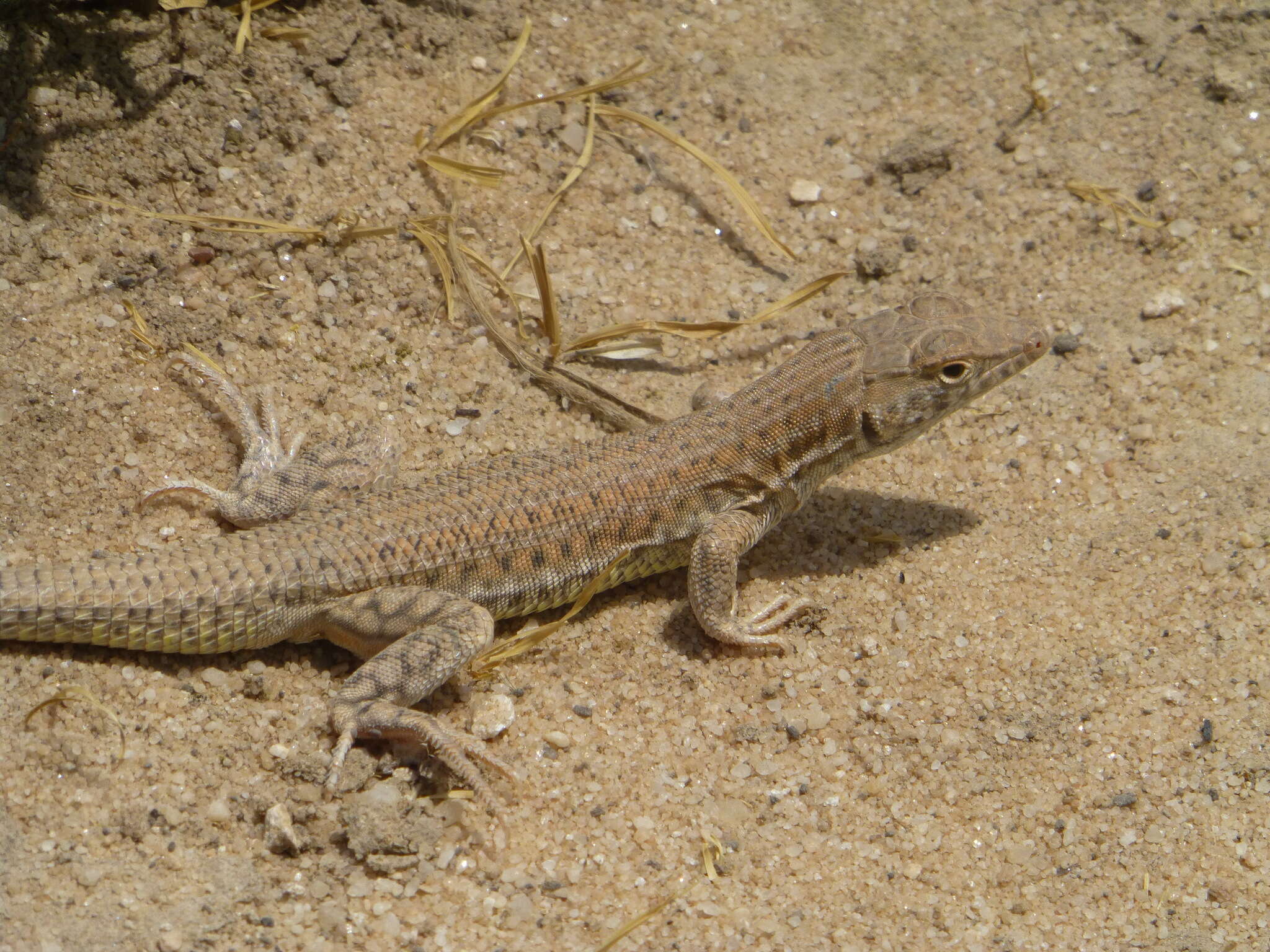 Image of Bosk’s fringe-toed lizard