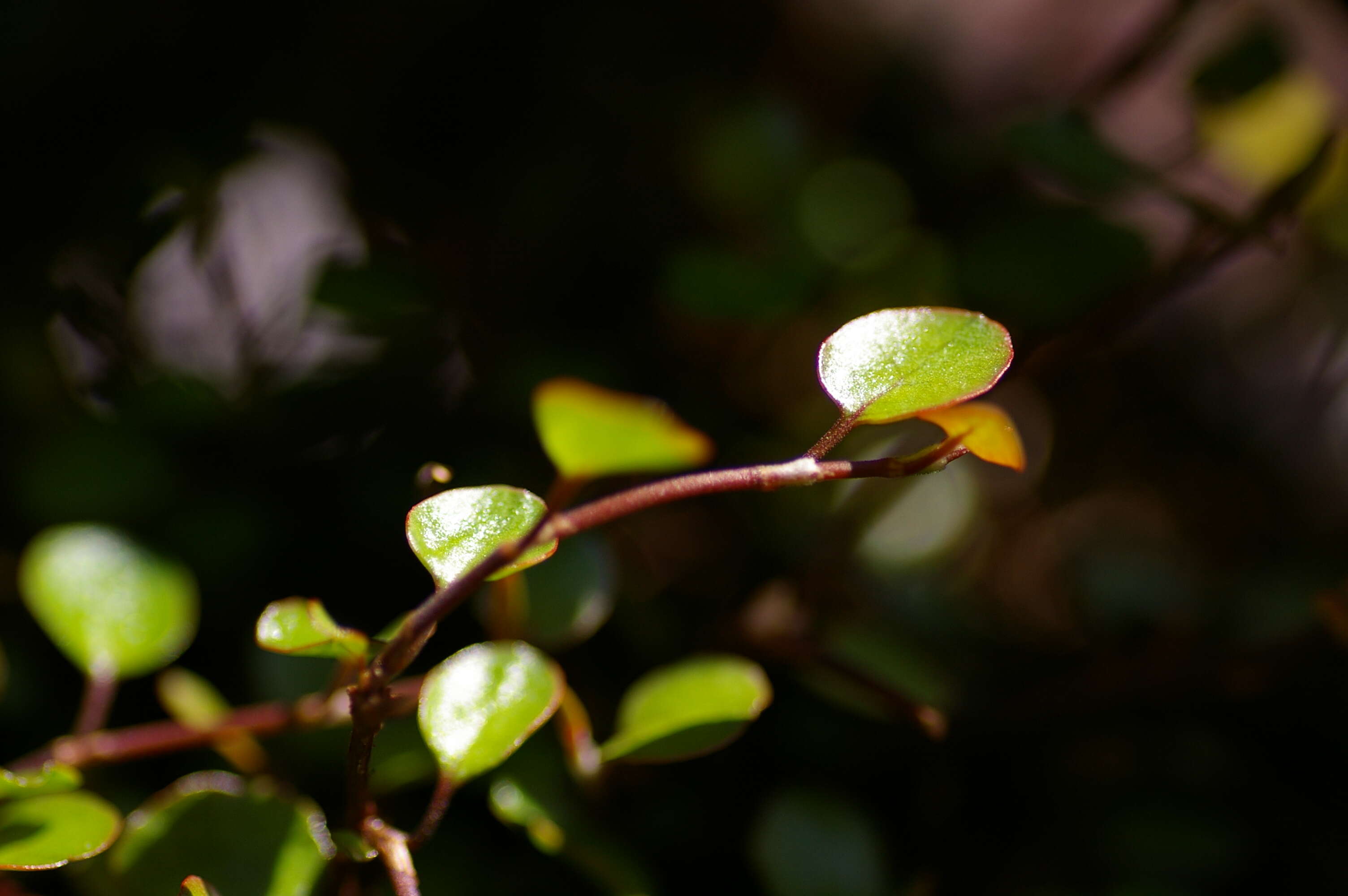 Image of maidenhair vine