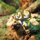 Image of Green and black gill guard slug