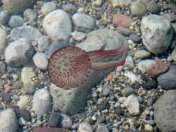 Image of Purplestriped jellyfishes