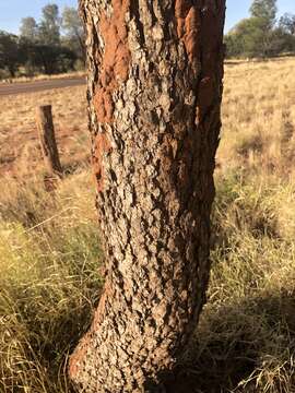 Imagem de Corymbia terminalis (F. Müll.) K. D. Hill & L. A. S. Johnson