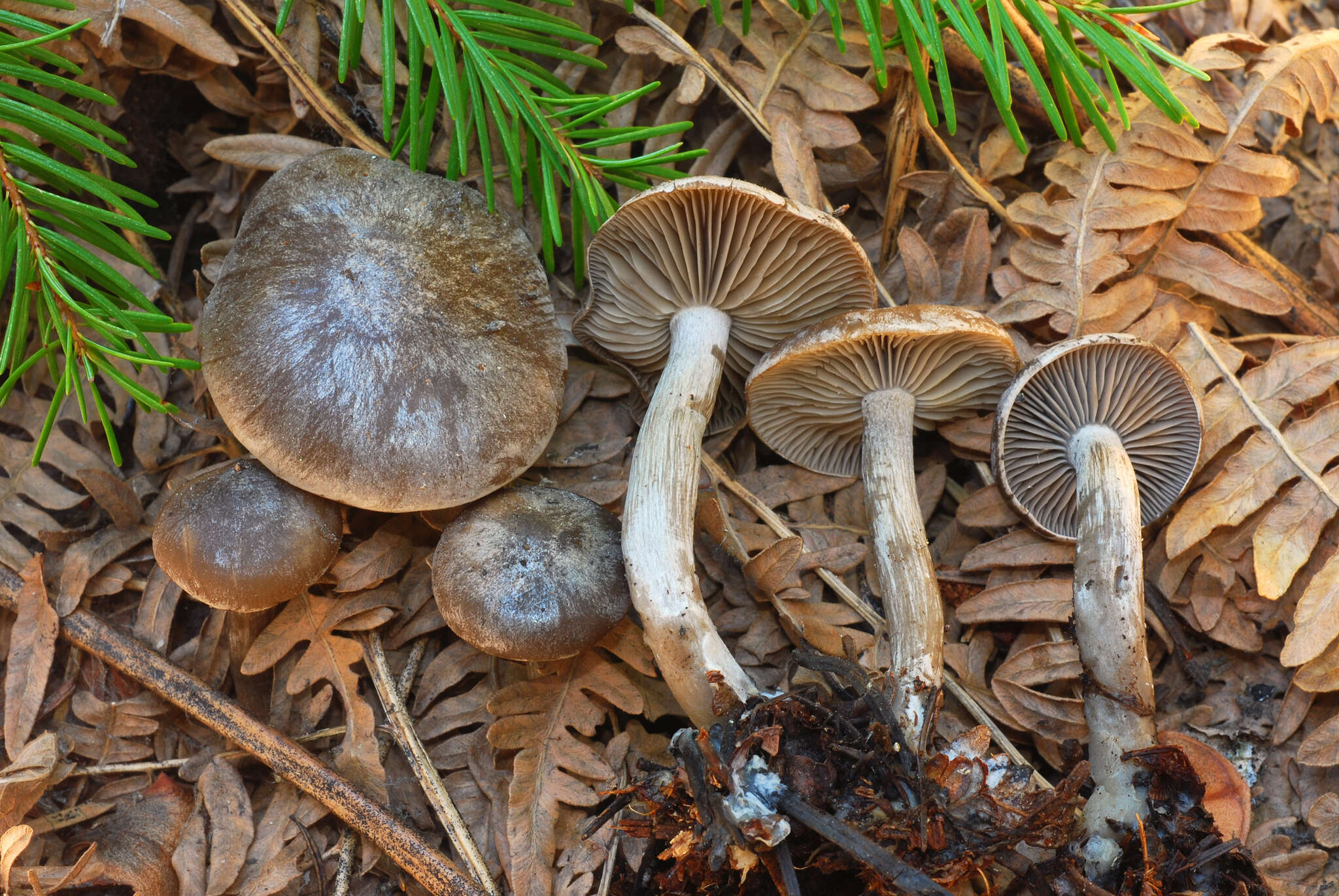 Image of Clitocybe glacialis Redhead, Ammirati, Norvell & M. T. Seidl 2000