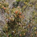 Image of Lambertia multiflora Lindl.