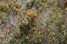 Image of Lambertia multiflora Lindl.