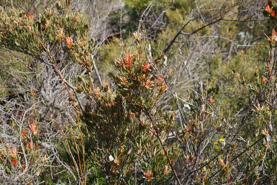 Image of Lambertia multiflora Lindl.