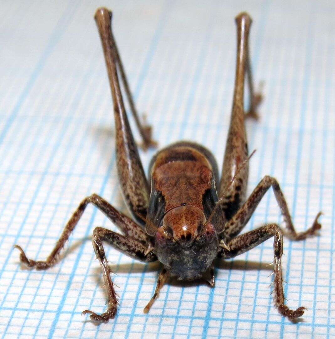 Image of dark bush-cricket