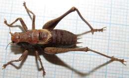 Image of dark bush-cricket