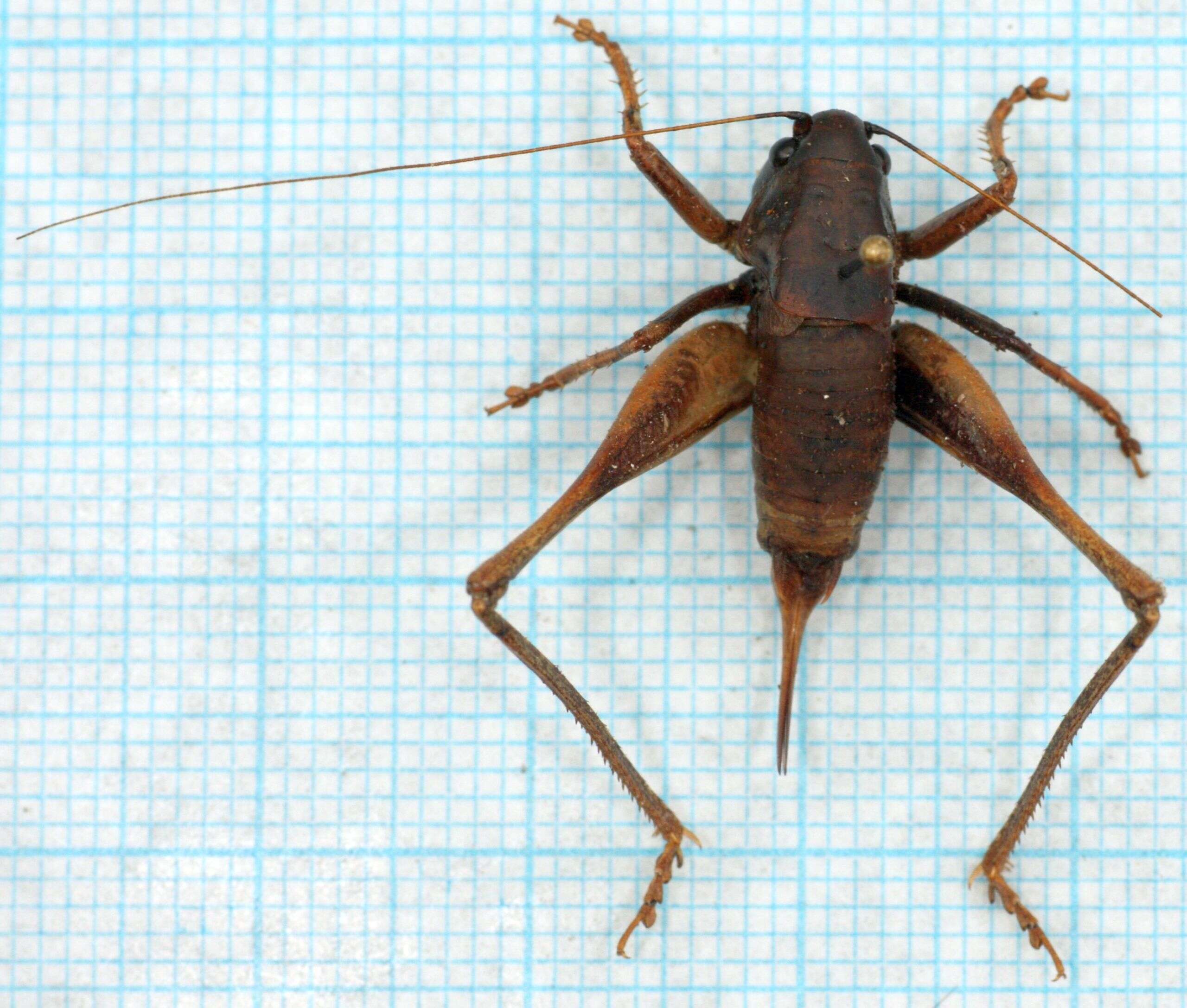 Image of dark bush-cricket