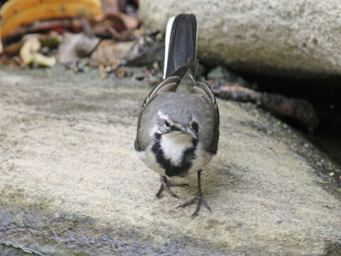 Image of Madagascan Wagtail