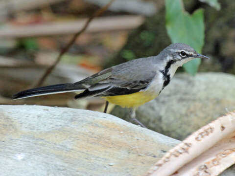 Image of Madagascan Wagtail