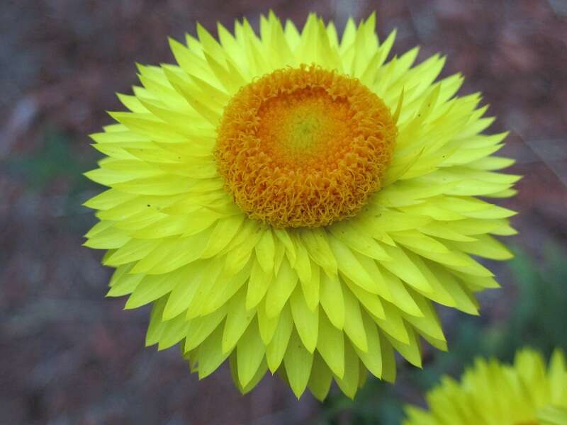 Image of bracted strawflower