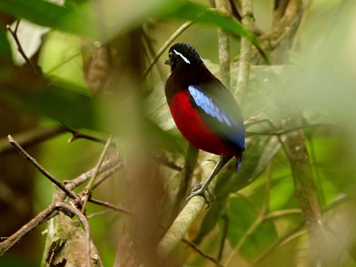 Image of Black-crowned Pitta