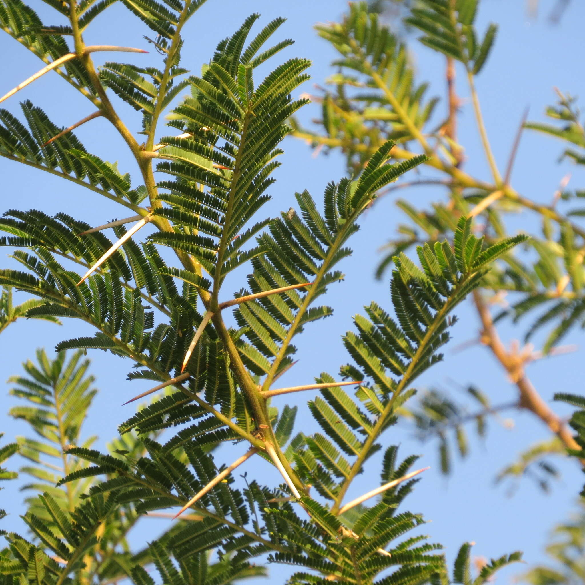 Image of Vachellia sieberiana (DC.) Kyal. & Boatwr.