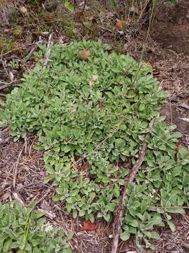 Imagem de Antennaria howellii subsp. neodioica (Greene) R. J. Bayer