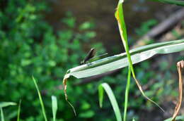 Image of Matrona cyanoptera Hämäläinen & Yeh 2000