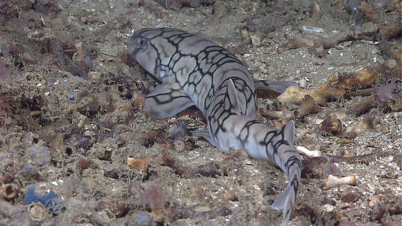 Image of Chain Catshark