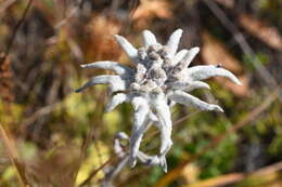 Image of Leontopodium stellatum A. P. Khokhryakov