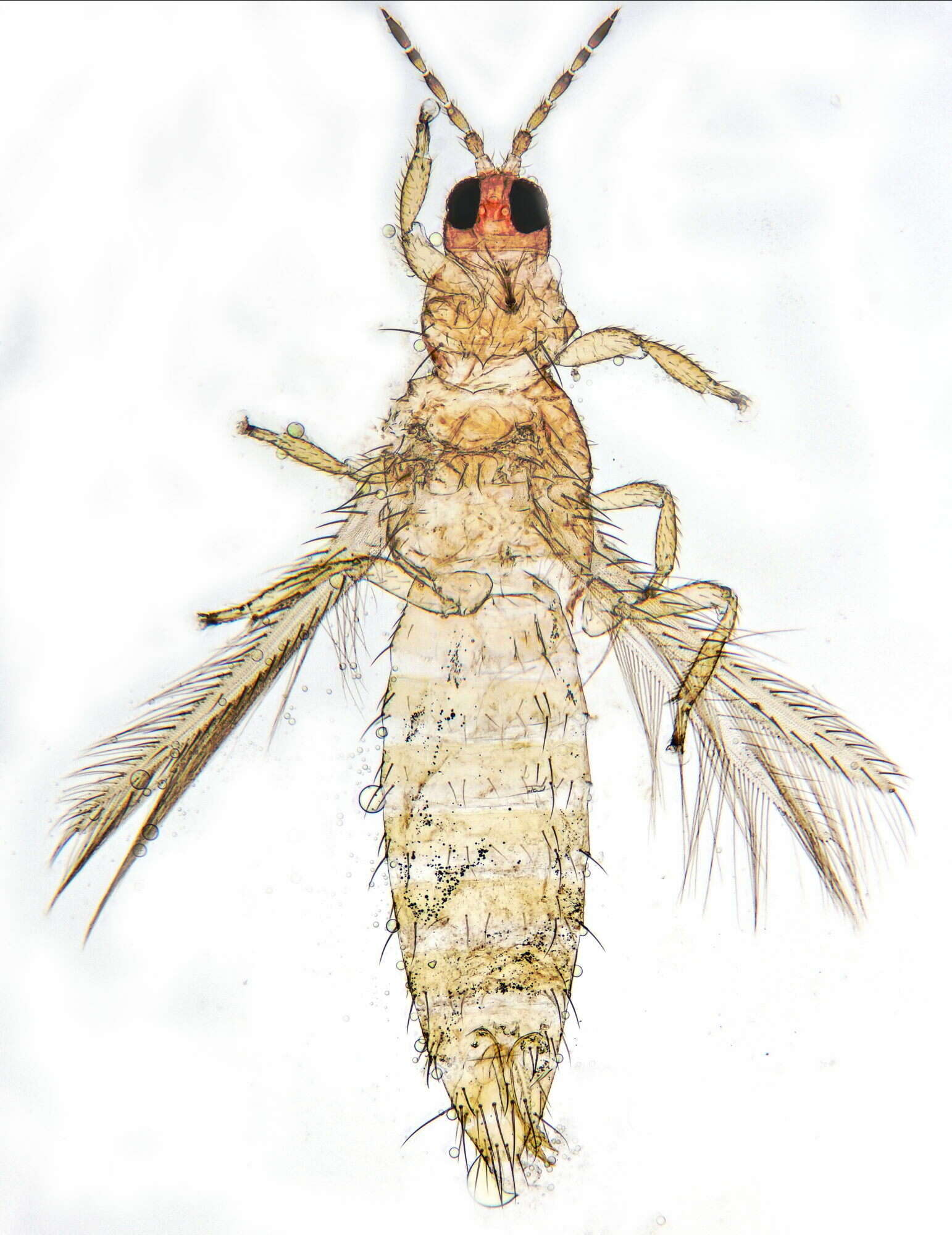 Image of Thrips flavus Schrank 1776