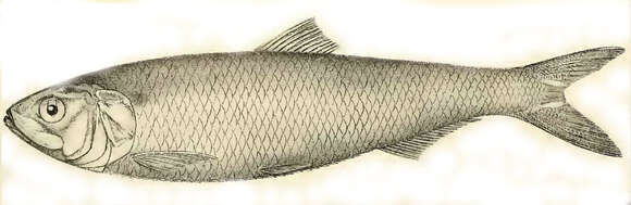 Image of Azov shad