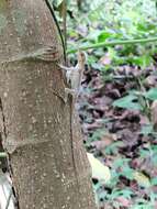 Image of Tropical Anole