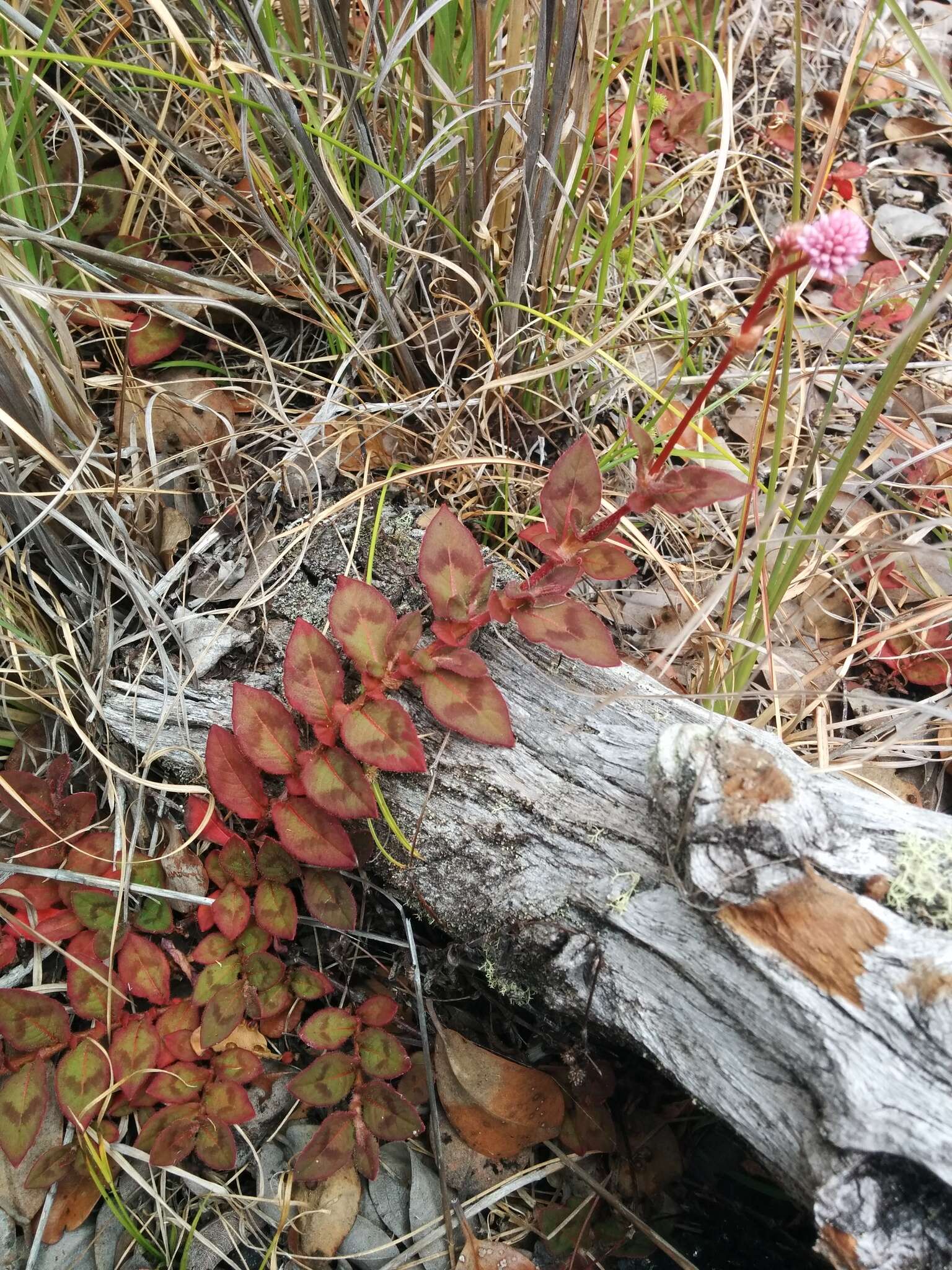 Imagem de Persicaria capitata (Buch.-Ham. ex D. Don) H. Gross