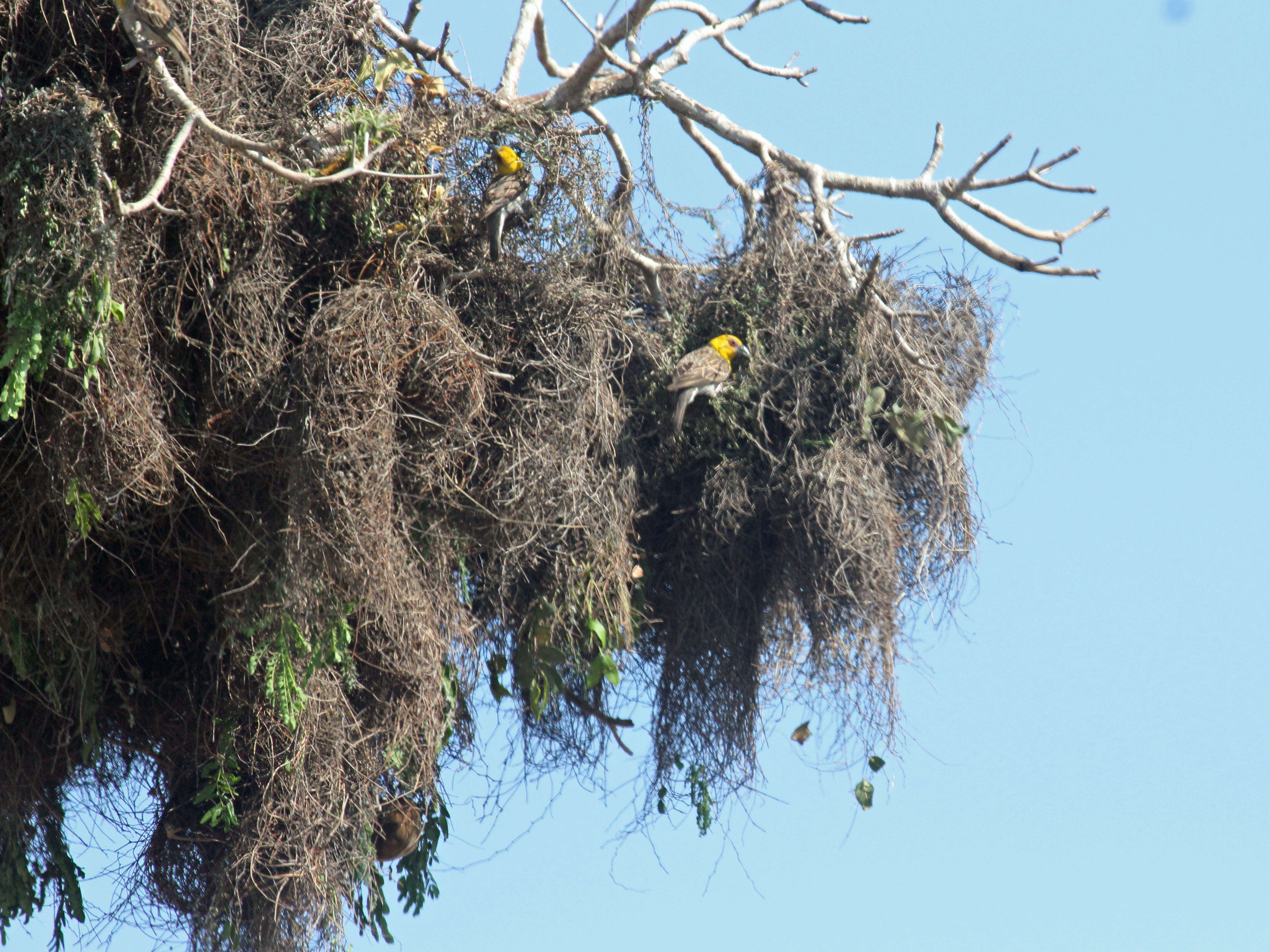 Image of Sakalava Weaver