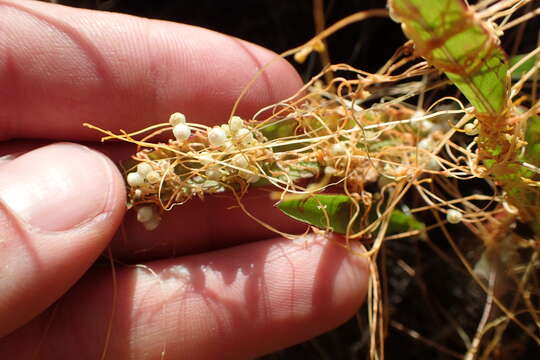 Cuscuta cuspidata Engelm. & Gray resmi