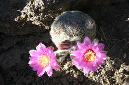 Echinocereus adustus subsp. adustus的圖片