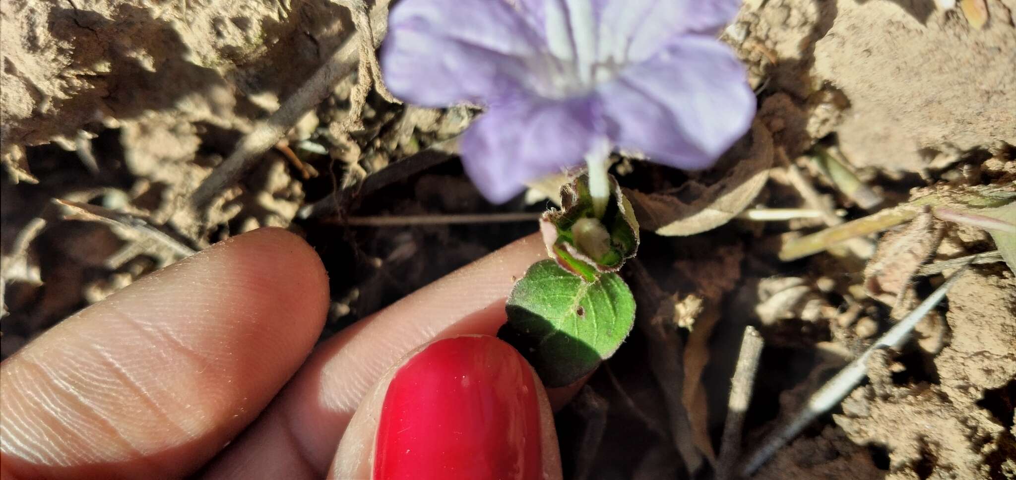 Plancia ëd Ruellia erythropus (Nees) Lindau