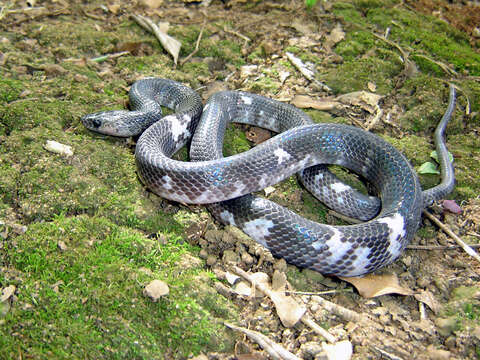 صورة Pseudoboa nigra (A. M. C. Duméril, Bibron & A. H. A. Duméril 1854)