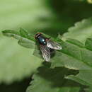 Image of Eudasyphora cyanicolor (Zetterstedt 1845)