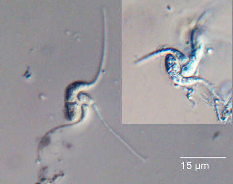 Image of Gyoerffyella craginiformis (R. H. Petersen) Marvanová 1967