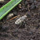 Image of Cylindera (Plectographa) chiliensis (Audouin & Brullé 1839)