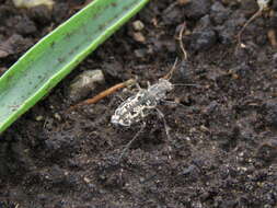 Image of Cylindera (Plectographa) chiliensis (Audouin & Brullé 1839)