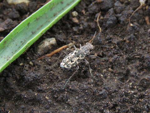 Слика од Cylindera (Plectographa) chiliensis (Audouin & Brullé 1839)