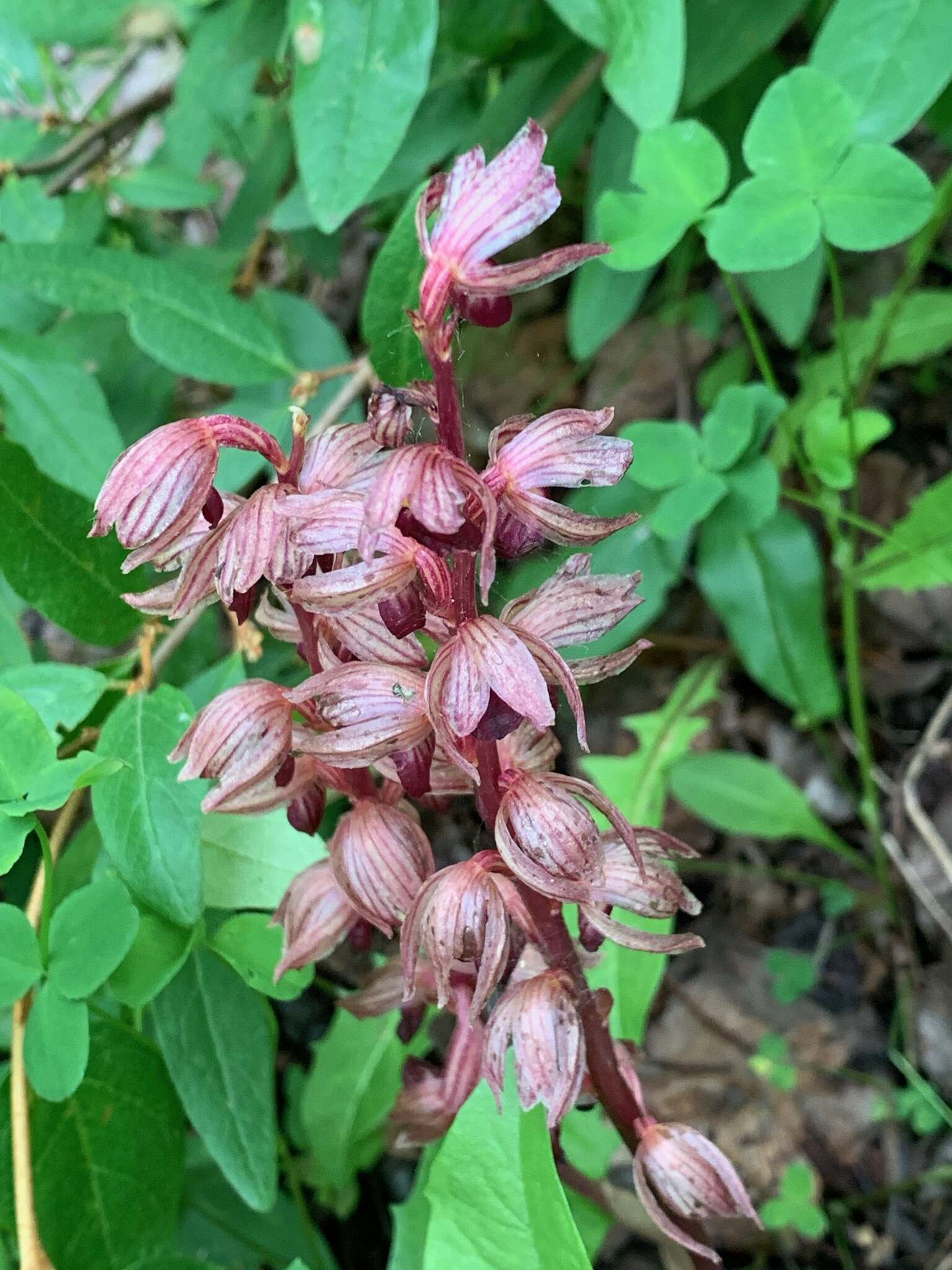 Image of hooded coralroot