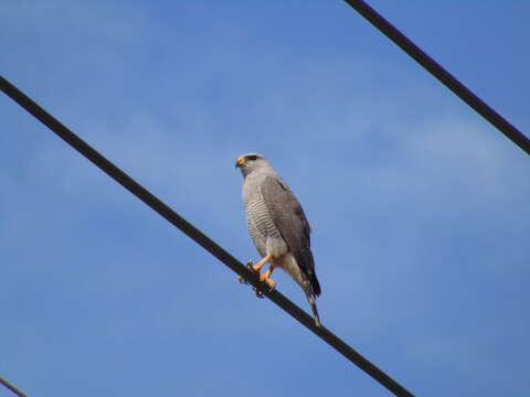 Imagem de Buteo plagiatus (Schlegel 1862)