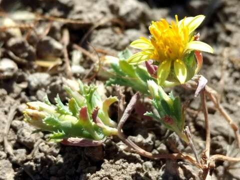 صورة Chaetanthera flabellata D. Don