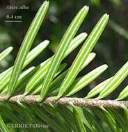 Image of Silver Fir