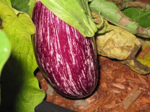 Image of eggplant